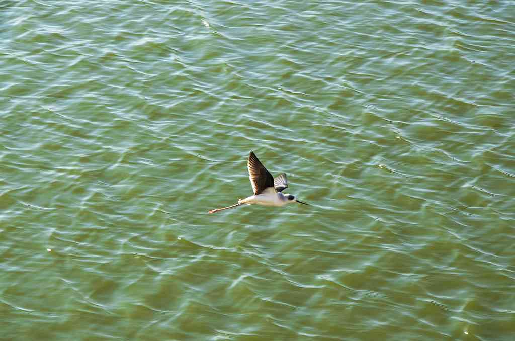Red-wattled lapwings are a common sight on the banks of Pushkar Lake