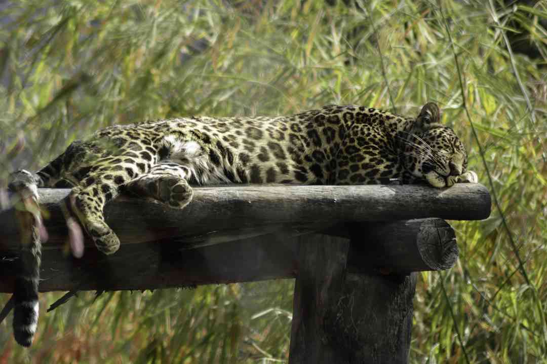 Nahargarh Biological Park