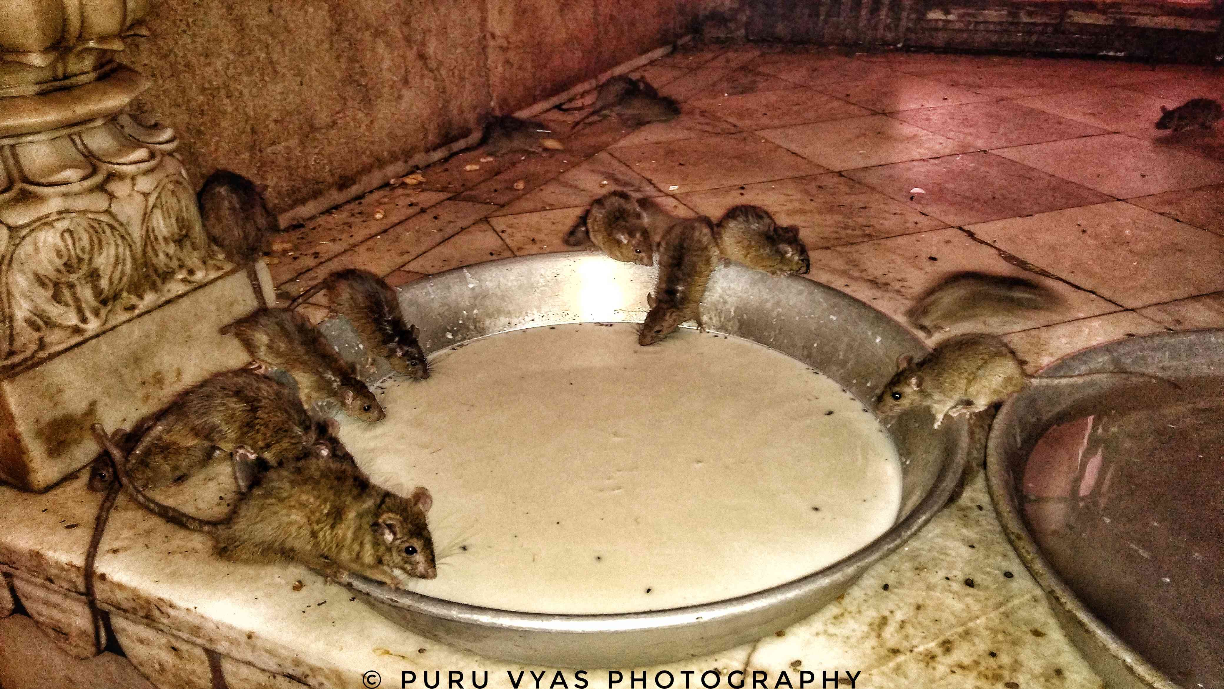 Karni Mata Temple, Deshnoke, Bikaner