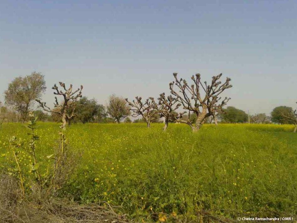 Fertile lands with high water level
