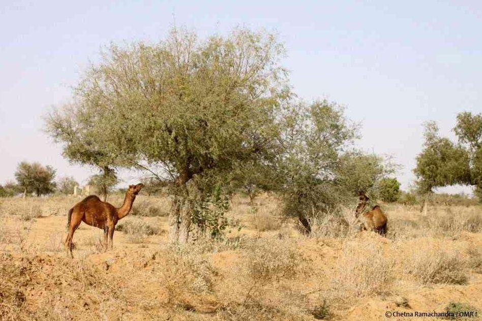 The Khejari tree

