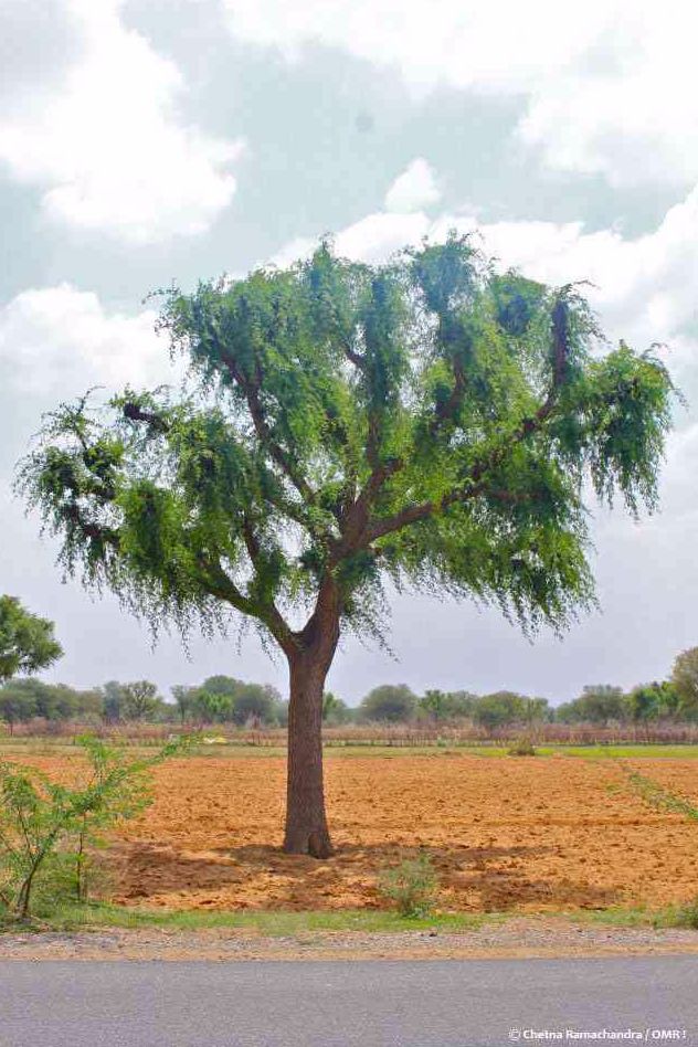 the Khejri tree