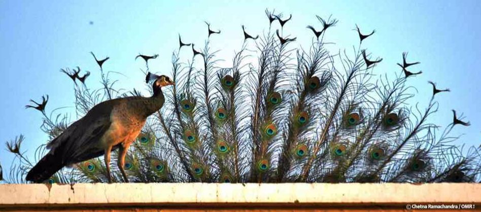the peacock is often spotted