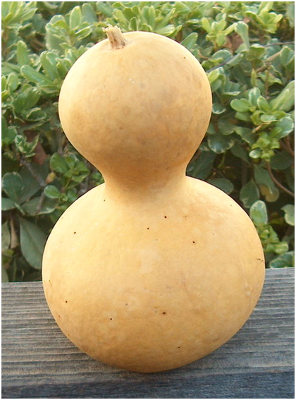 hard-shelled gourd