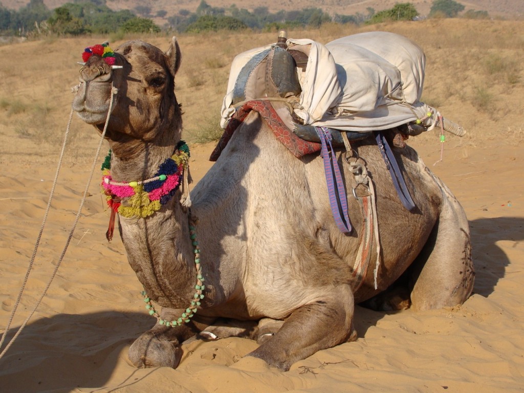 Camel Safari