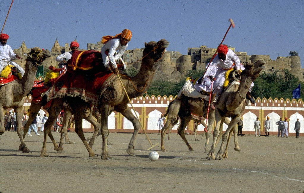 Camel Polo