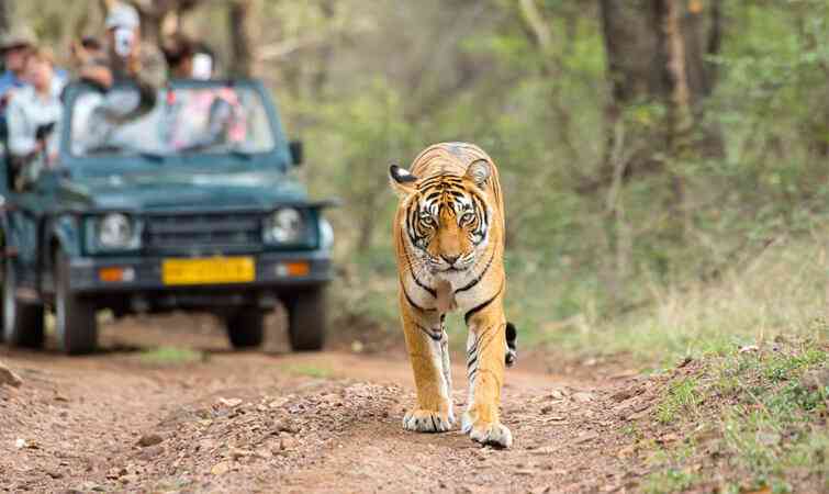 Rajasthan Safari Tour