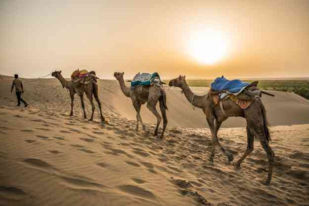 Camel Safari