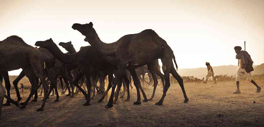 Camel flock