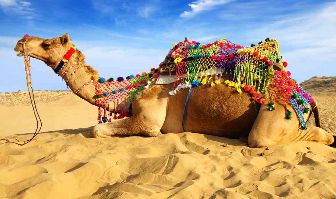 camel safari