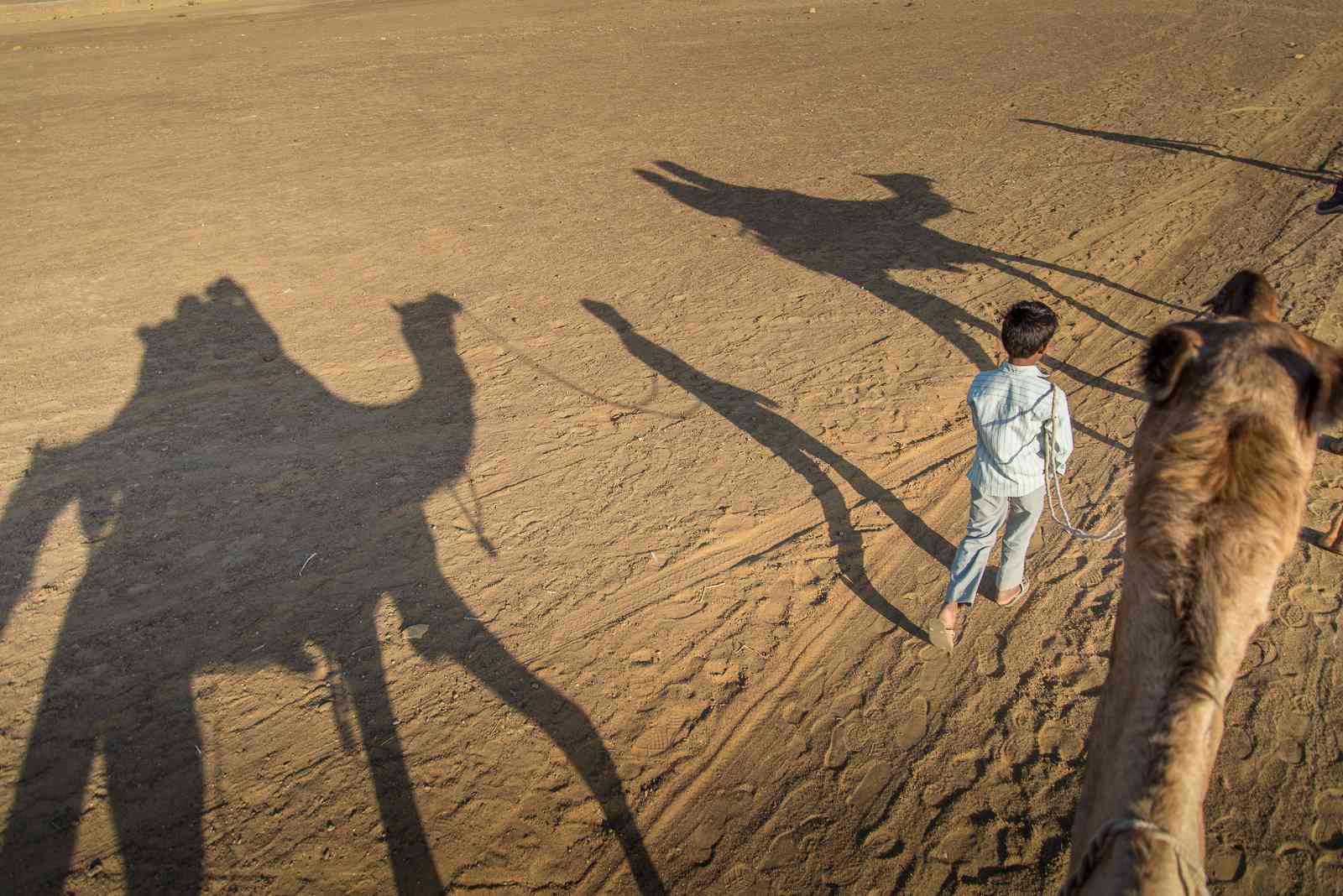 Camel Safari