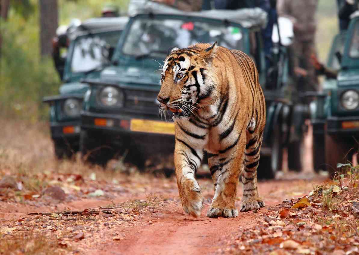 Sawai Madhopur- Places to visit in Rajasthan