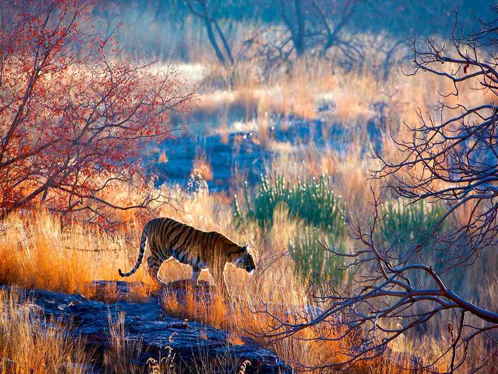 Ranthambore- Best Time to Travel