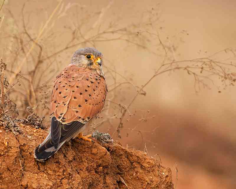 Places to visit in Jaisalmer- Desert National Park