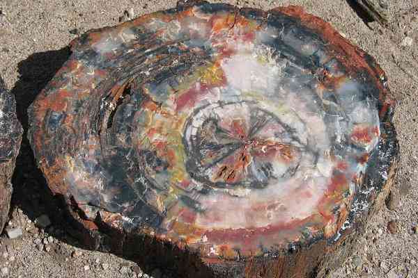 Places to visit in Jaisalmer-Akal Wood Fossil Park