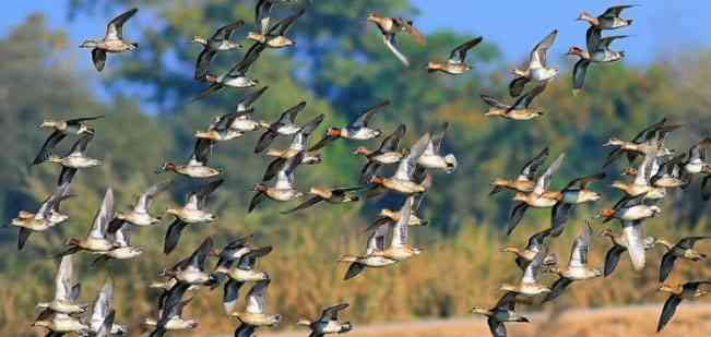 Rajasthan Tourist Destinations nearby Delhi-Bharatpur Bird Sanctuary