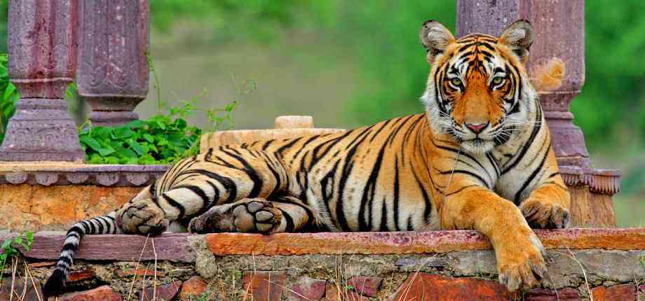 Rajasthan Tourist Destinations nearby Delhi- Ranthambore National Park