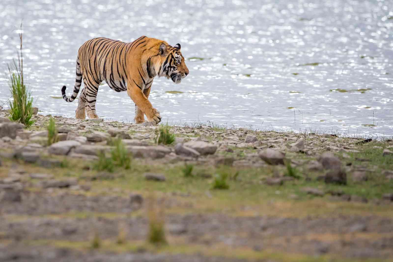 Wildlife Safari
