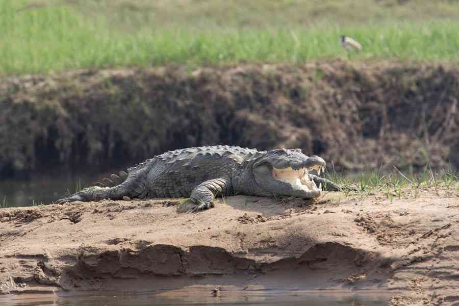 Crocodile Sanctuary, Sawai Madhopur