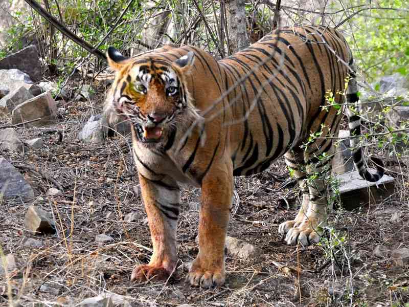 Sawai Mansingh Sanctuary, Sawai Madhopur