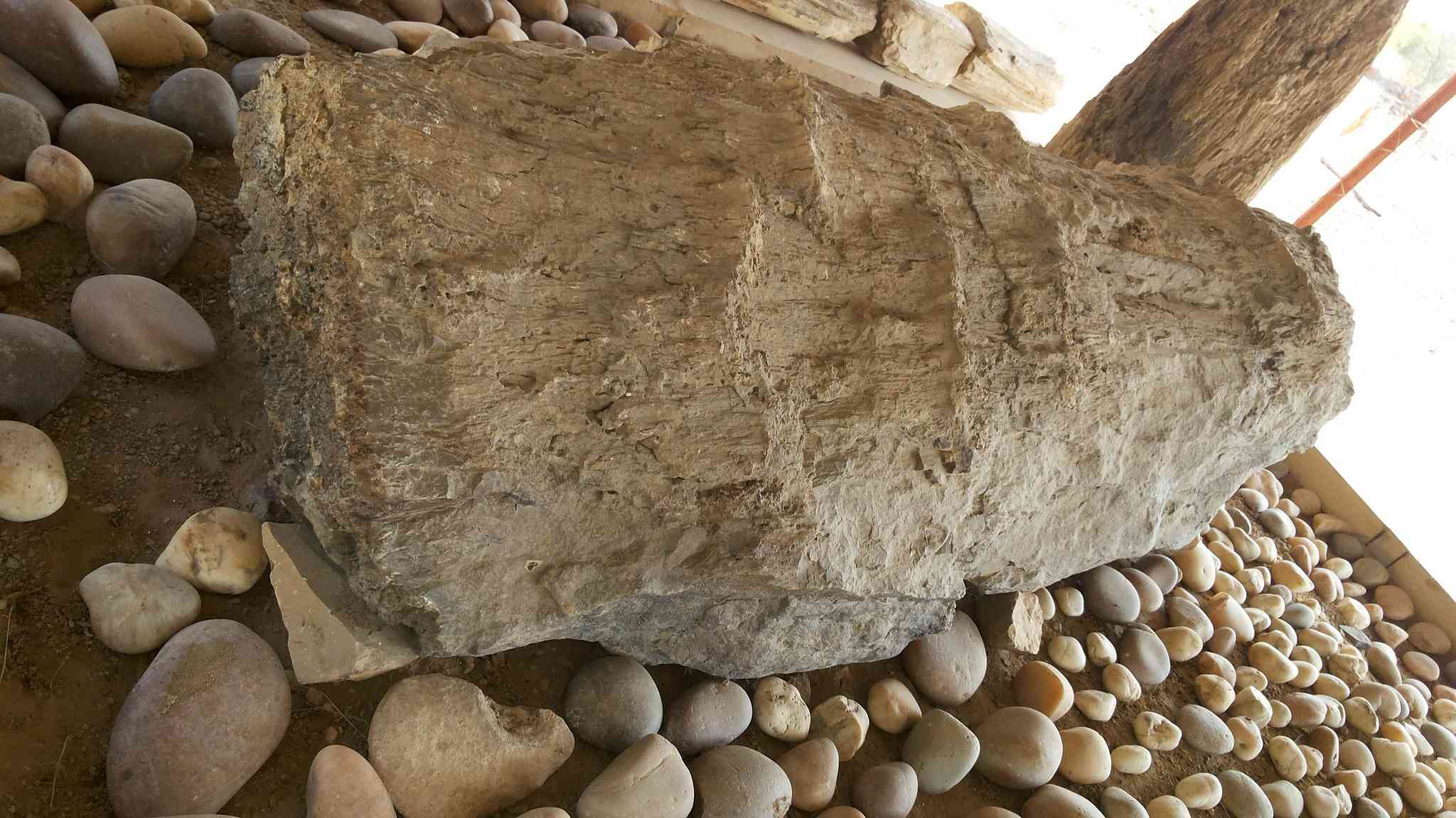 Akal Wood Fossil Park Jaisalmer
