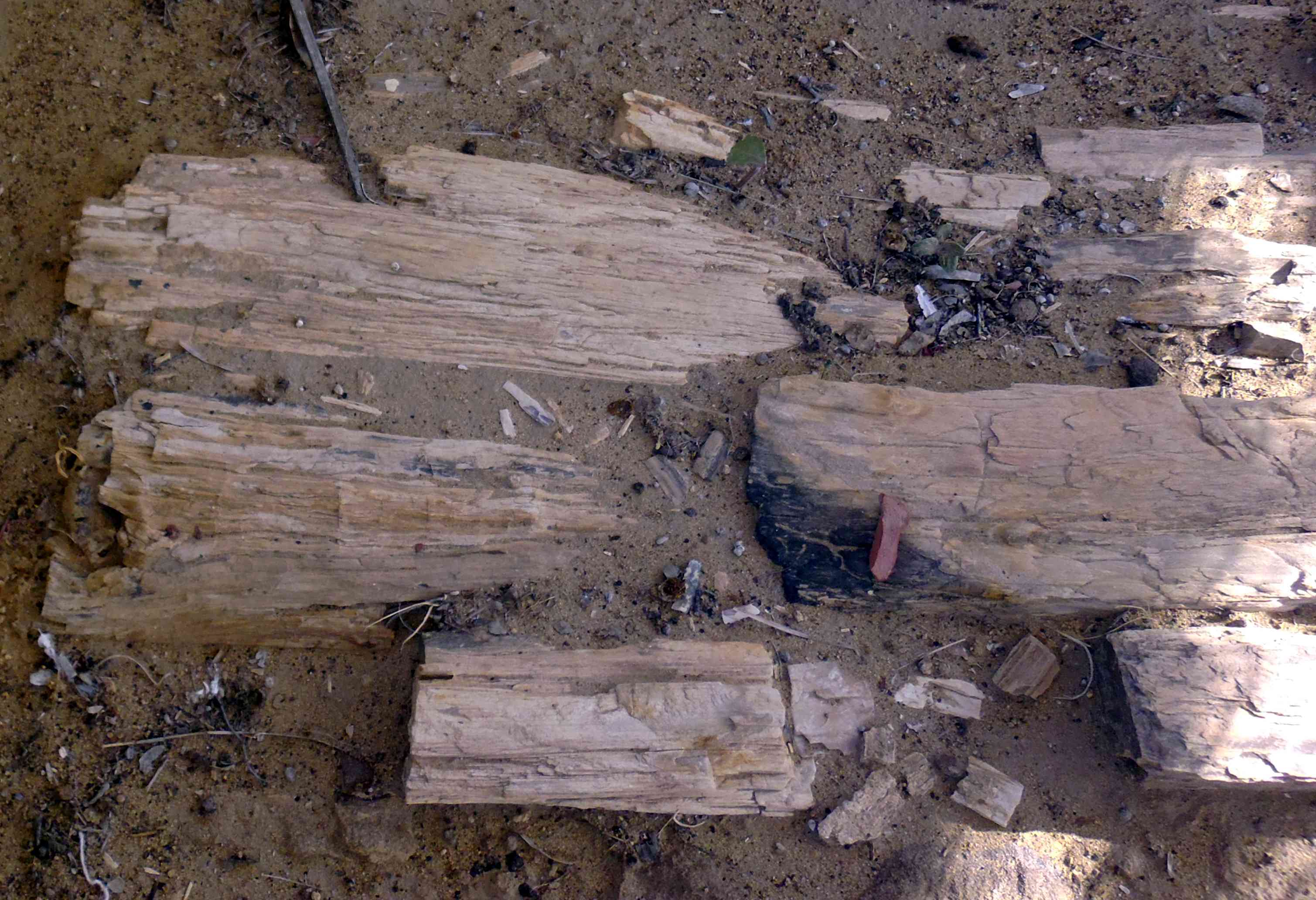 Akal Wood Fossil Park Jaisalmer
