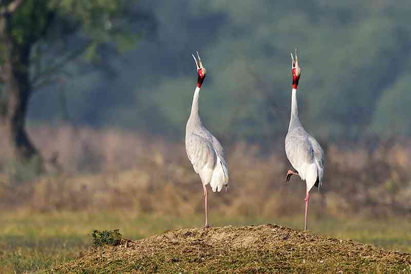 Keoladeo National Park