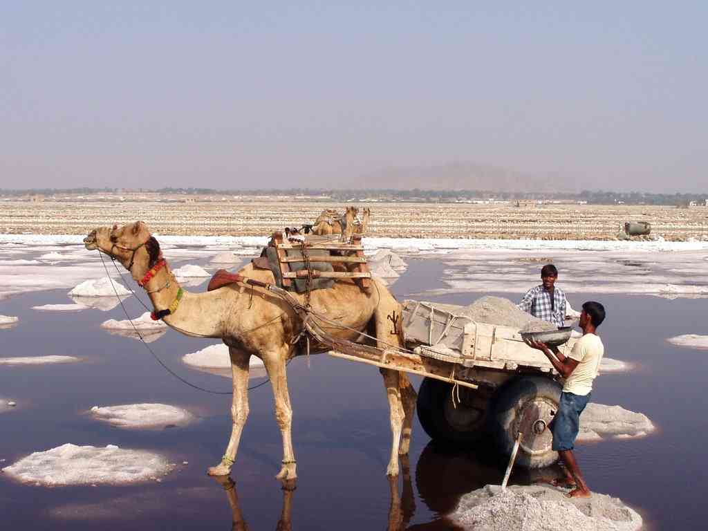 Sambhar Heritage Resort