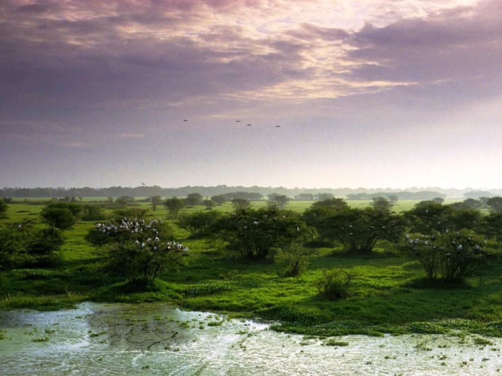 Keoladeo National Park Bharatpur 