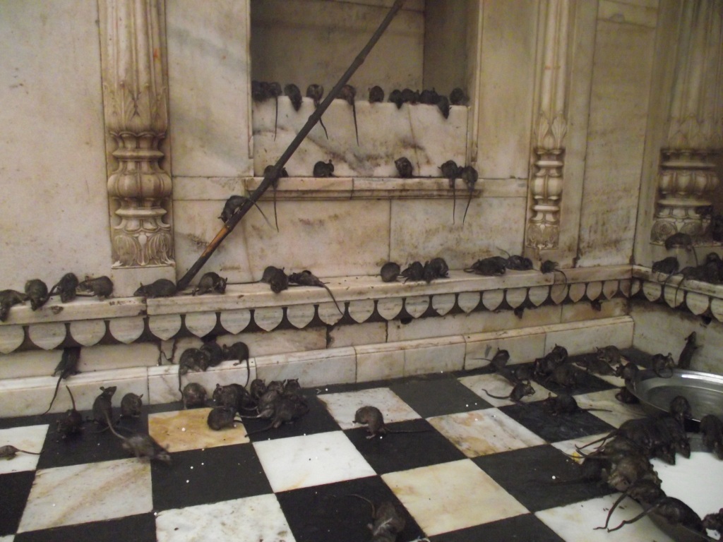 karni devi temple, rats