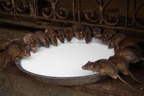 karni devi temple, rats