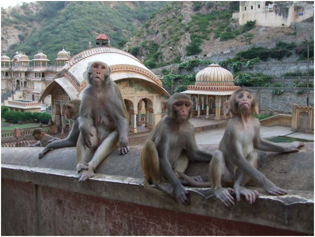 monkeys galta temple