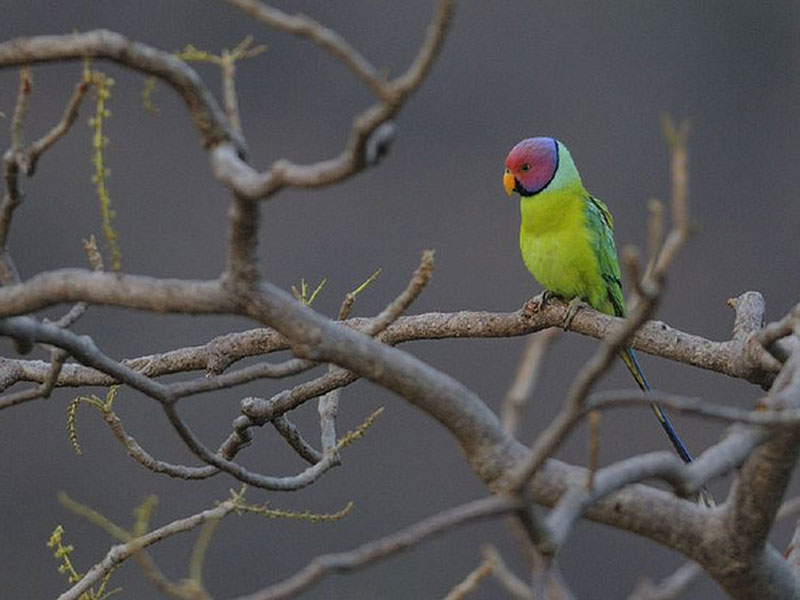 Wildlife Sanctuaries in Rajasthan