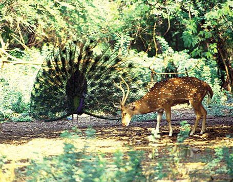 Wildlife Sanctuaries in Rajasthan