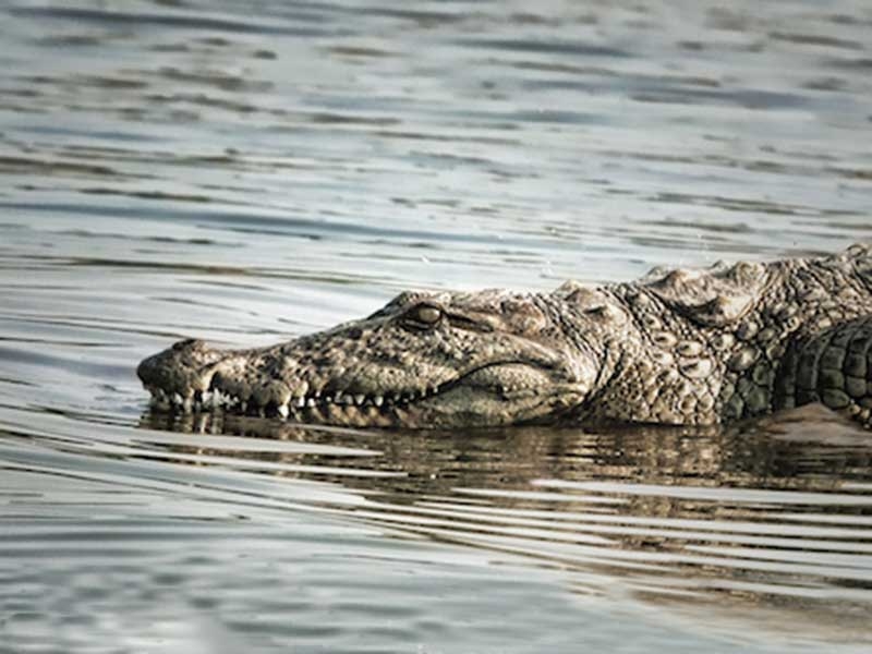 wildlife sanctuary in rajasthan