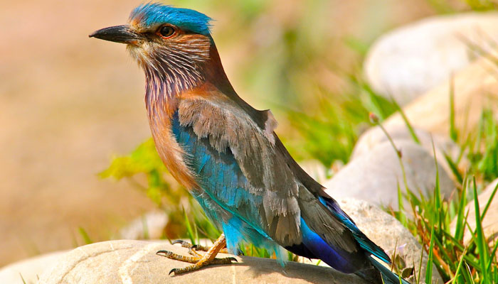 Keoladeo National Park | Rajasthan Tourism