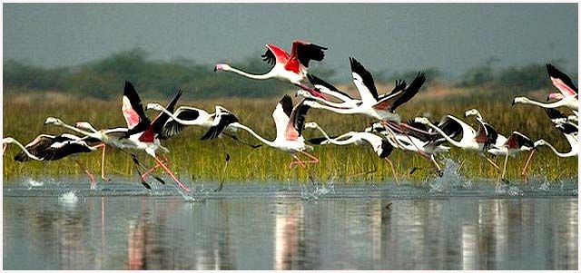 Keoladeo National Park | Rajasthan Tourism