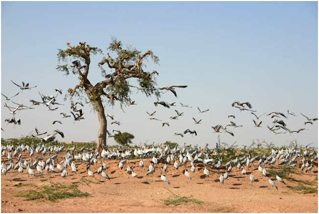 Demoiselle cranes