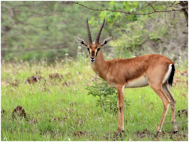 Antelope Animals