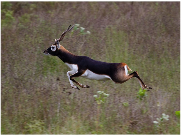 Antelope Animals