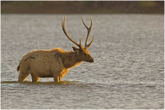 Antelope Animals