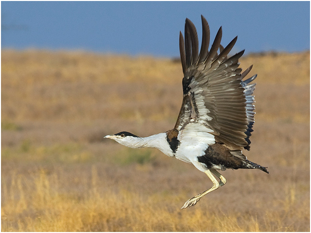 great indian bustard national bird