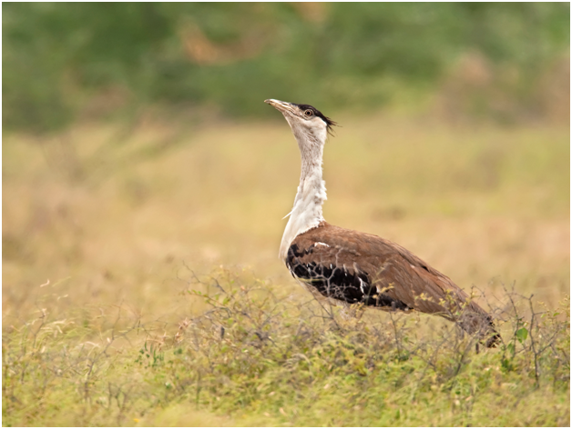 great indian bustard national bird
