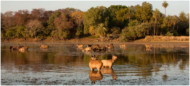 ranthambore national park