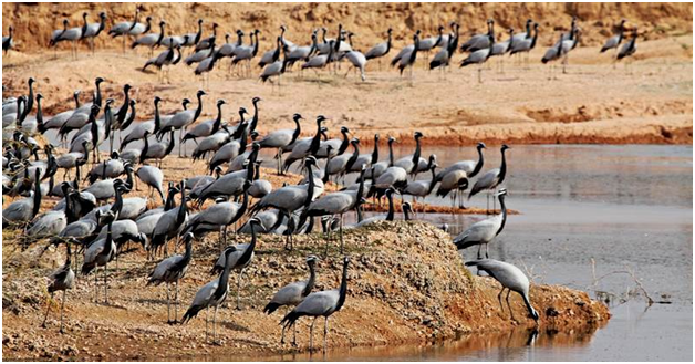 ranthambore national park