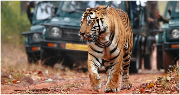 ranthambore national park