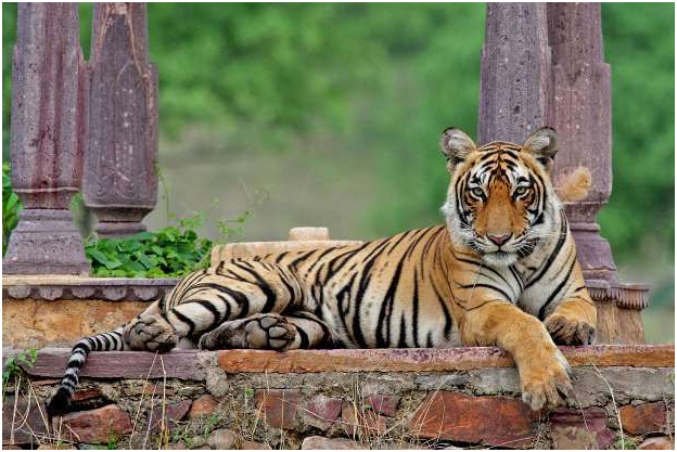 ranthambore national park