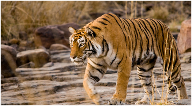 ranthambore national park