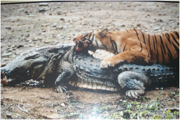 ranthambore national park