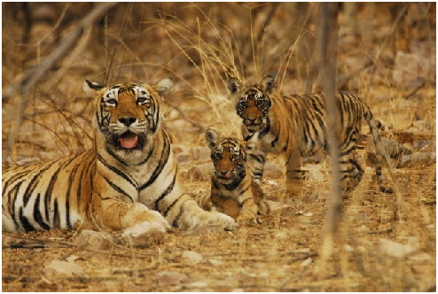 ranthambore national park
